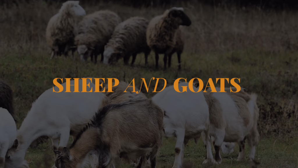 Sheep & Goats